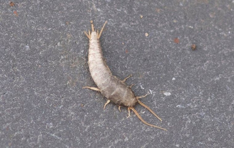 How Much Do You Really Know About Silverfish In Tracy?