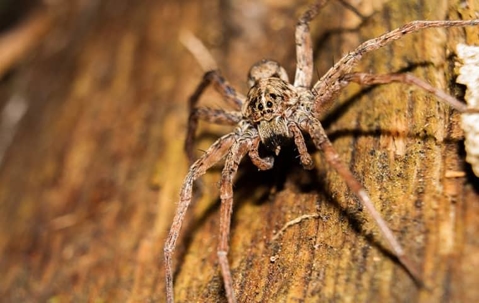 How To Keep The Wolf Spiders Of Queen Creek Outside Where They Belong