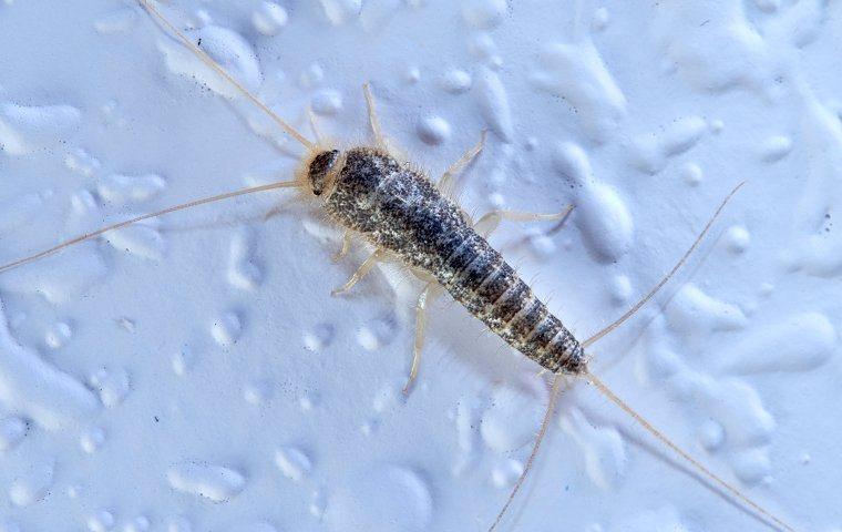 Signs Of A Silverfish Infestation In Your Lincoln Home